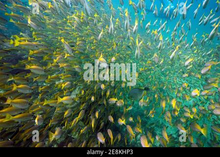 Scuola di dentice bigeye, Lutjanus lutjanus, Isole Phiphi, Thailandia. Foto Stock