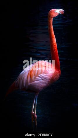 Uno splendido fenicottero rosa colpisce una posa allo zoo di Palm Beach. Foto Stock