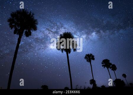 La Via Lattea dietro una fila di palme Sabal presso la Riserva Nazionale Big Cypress nel Sud della Florida. Foto Stock