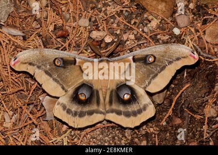 Polifemo occidentale Moth maschio, Antheraea oculea, Saturniidae. Foto Stock