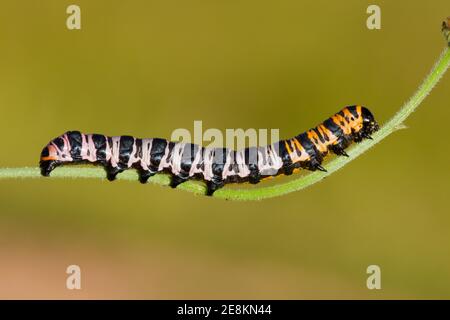 Larva di Moth Noctuide, Cucullia lilacina, Noctuidae. Lunghezza 38 mm. Alimentazione su fleabane, Erigeron sp. Precedente larva immagini 14080973-14080982 il 8-23-14. Foto Stock