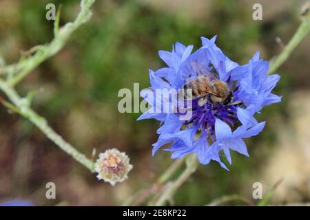 Un'ape di miele su un fiore di mais blu (bottone di bachelor) in fiore durante l'estate Foto Stock