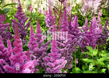 Astilbe pink ' 'obergartner jurgens arendsii' in fiore nel mesi estivi Foto Stock