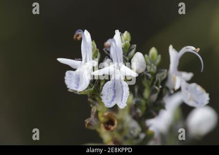 Fiore viola del Rosmarino officinalis o Rosmarino, la pianta di erbe è anche medico e una meravigliosa spezie. Foto Stock