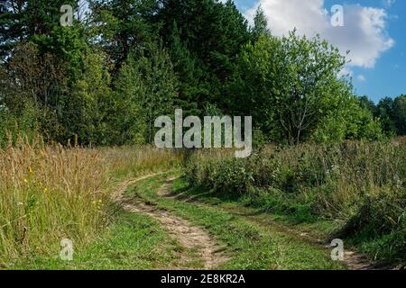 Paesaggio autunnale con una tortuosa strada sterrata che attraversa l'erba ai margini della foresta in una giornata di sole. Foto Stock