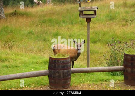 Cervi intorno a Eagle Brae in Scozia Foto Stock