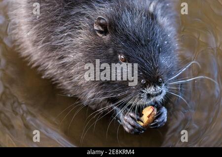 Haltern am See, NRW, Germania. 31 gennaio 2021. Un coypu bambino (Myocastor coypus), chiamato anche nutria o ratto castoro, mungches su ghiande che è riuscito a trovare. I quattro giovani hanno circa quattro mesi e fanno parte di una famiglia di coypus selvaggi che hanno fatto i loro burrows lungo il lago di Haltern la scorsa estate. Originari del Sud America, gli erbivori semiacquatici sono ora spesso avvistati in Europa. Credit: Imageplotter/Alamy Live News Foto Stock