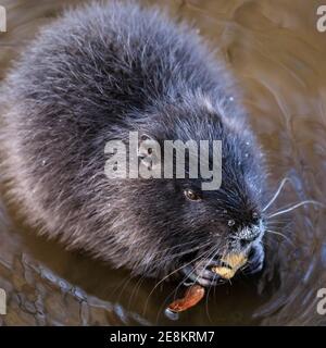 Haltern am See, NRW, Germania. 31 gennaio 2021. Un coypu peloso (Myocastor coypus), chiamato anche nutria o ratto castoro, mungches su ghiande che è riuscito a trovare. I quattro giovani hanno circa quattro mesi e fanno parte di una famiglia di coypus selvaggi che hanno fatto i loro burrows lungo il lago di Haltern la scorsa estate. Originari del Sud America, gli erbivori semiacquatici sono ora spesso avvistati in Europa. Credit: Imageplotter/Alamy Live News Foto Stock