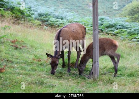 Cervi intorno a Eagle Brae in Scozia Foto Stock