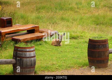 Cervi intorno a Eagle Brae in Scozia Foto Stock