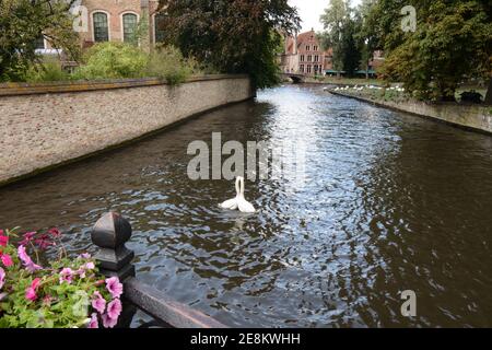 Bruges, Belgio. Coppia di cigni innamorati nel canale. Foto Stock