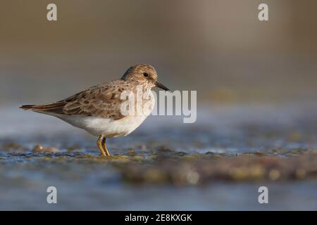 Stint di Temmink, Parco Nazionale del Circeo, Italia, aprile 2016 Foto Stock