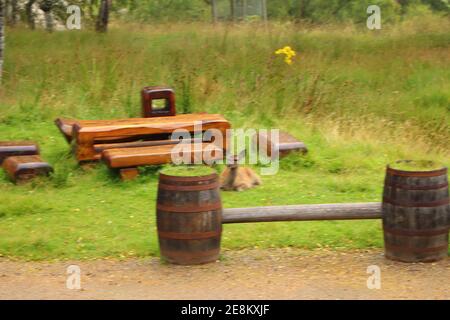 Cervi intorno a Eagle Brae in Scozia Foto Stock