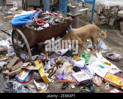 Un cane affamato è alla ricerca di cibo nella spazzatura Foto Stock