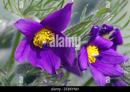 "Pasque Flower (Pulsatilla vulgaris) Foto Stock