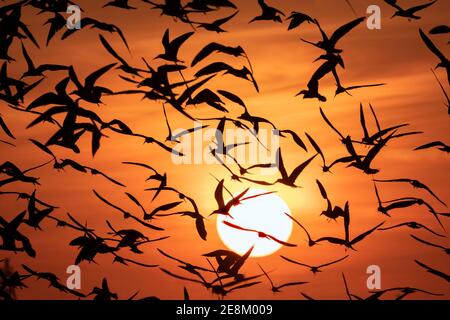 Gregge di uccelli marini (prevalentemente sciatori neri) che volano di fronte al sole che tramonta, Galveston, Texas, USA. Foto Stock