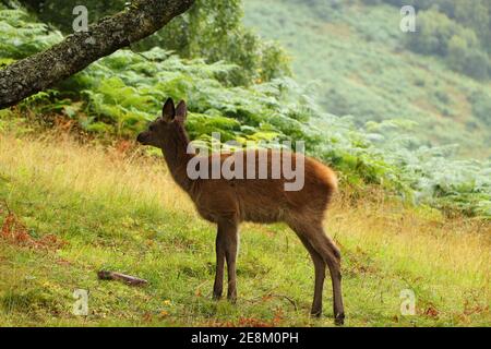 Cervi intorno a Eagle Brae in Scozia Foto Stock