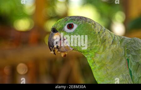 Ritratto di pappagallo verde, primo piano, uccello colorato, fauna selvatica, natura; animale, mangiare bananone schiacciato, America del Sud; Foresta pluviale tropicale amazzonica, Ecuador Foto Stock