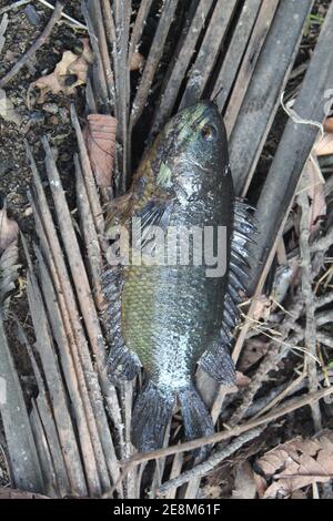 Pesce di anabas sul terreno pesce persico di anbas adagiato sul cocco foglie anabs gourami cultura del pesce in biofloc piscicoltura fattoria Foto Stock