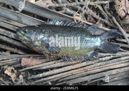 Pesce di anabas sul terreno pesce persico di anbas adagiato sul cocco foglie anabs gourami cultura del pesce in biofloc piscicoltura fattoria Foto Stock