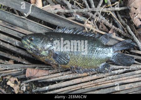 Pesce di anabas sul terreno pesce persico di anbas adagiato sul cocco foglie anabs gourami cultura del pesce in biofloc piscicoltura fattoria Foto Stock