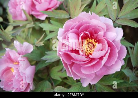 Cina, Provincia di Henan, Luoyang, Fiori di Peonia in fiore Foto Stock