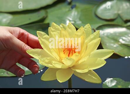 Mano della donna che tocca una bella Ninfea gialla con Joey Tomocik Attenzione Foto Stock