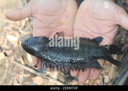 Anabas pesce in mano anabas pesce persico cultura anabas koi coltura di pesce gourami in biofloc piscicoltura fattoria Foto Stock