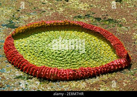 Incredibile acqua immatura giglio Pad di Victoria Amazonica nel Stagno Foto Stock