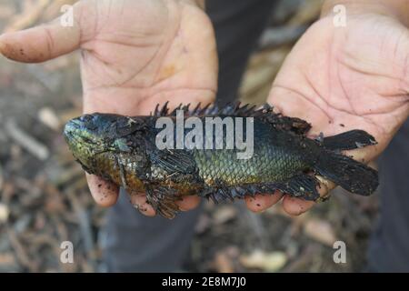 Anabas pesce in mano anabas pesce persico cultura anabas koi coltura di pesce gourami in biofloc piscicoltura fattoria Foto Stock