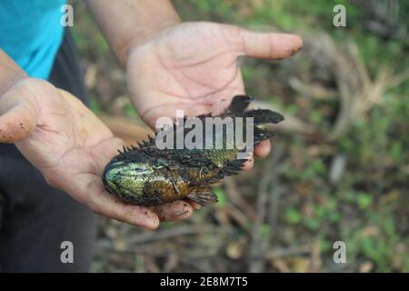 Anabas pesce in mano anabas pesce persico cultura anabas koi coltura di pesce gourami in biofloc piscicoltura fattoria Foto Stock