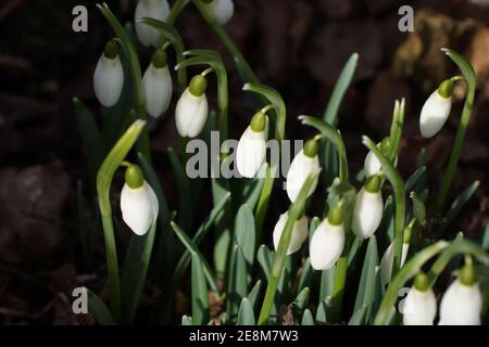 Galanthus nivalis, snowdrop, comune snowdrop Foto Stock