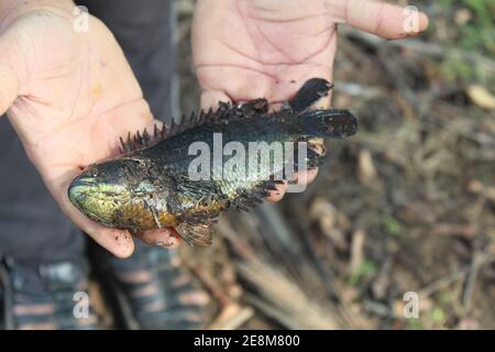 Anabas pesce in mano anabas pesce persico cultura anabas koi coltura di pesce gourami in biofloc piscicoltura fattoria Foto Stock