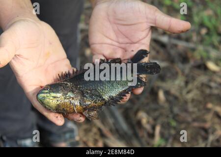 Anabas pesce in mano anabas pesce persico cultura anabas koi coltura di pesce gourami in biofloc piscicoltura fattoria Foto Stock