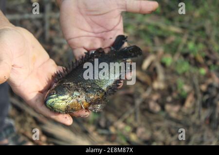 Anabas pesce in mano anabas pesce persico cultura anabas koi coltura di pesce gourami in biofloc piscicoltura fattoria Foto Stock