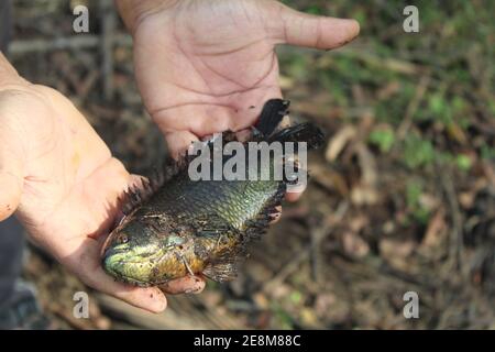 Anabas pesce in mano anabas pesce persico cultura anabas koi coltura di pesce gourami in biofloc piscicoltura fattoria Foto Stock