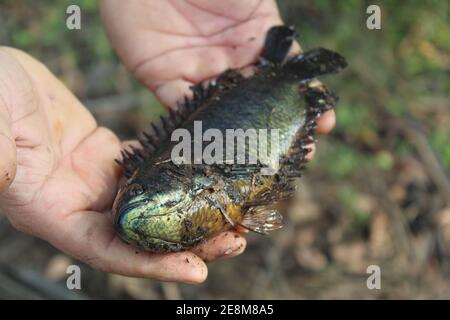 Anabas pesce in mano anabas pesce persico cultura anabas koi coltura di pesce gourami in biofloc piscicoltura fattoria Foto Stock