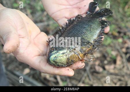 Anabas pesce in mano anabas pesce persico cultura anabas koi coltura di pesce gourami in biofloc piscicoltura fattoria Foto Stock