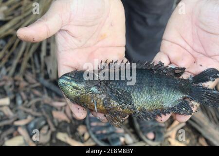 Anabas pesce in mano anabas pesce persico cultura anabas koi coltura di pesce gourami in biofloc piscicoltura fattoria Foto Stock
