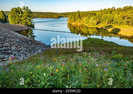 Fiori selvatici al lago Tully a Royalston, Massachusetts Foto Stock