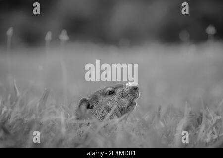 Bianco e nero di un giovane Groundhog (monax di Marmota) che sbucciava con cautela dal suo buco. Raleigh, Carolina del Nord. Foto Stock