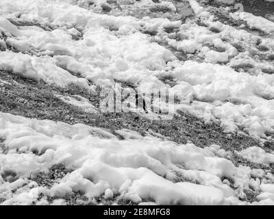 Una scala di grigi di un uccello solitario in una terra coperto di neve Foto Stock