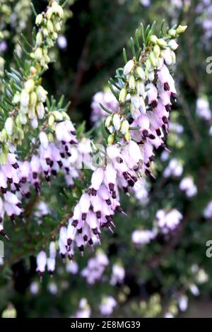 Erica x darleyensis ‘Furzey’ Erica x darleyensis Furzey’ Erica invernale Furzey – grappoli di minuscoli fiori rosa pallidi a forma di campana tra foglie simili ad aghi, gennaio, Inghilterra, Regno Unito Foto Stock