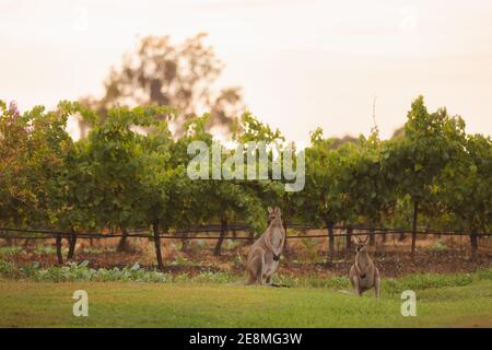 I canguri grigi orientali (Macropus giganteus) accanto a un vigneto, sono diventati parassiti nella regione vinicola della Hunter Valley, NSW, Australia. Foto Stock