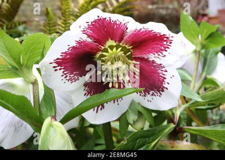 Hellebore x hybridus Hellebore singolo bianco con fleckles viola fortemente macchiati, gennaio, Inghilterra, Regno Unito Foto Stock