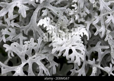 Senecio cineraria ‘Silver Dust’ Argento ragwort Argento polvere Jacobaea maritima – foglie grigie e umili con intricati motivi, gennaio, Inghilterra, Regno Unito Foto Stock