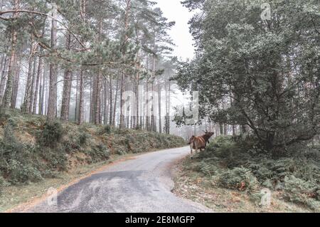 Un grande bestiame bruno che cammina attraverso uno stretto sentiero dentro una foresta con alberi alti in una giornata di nebbia autunno Foto Stock