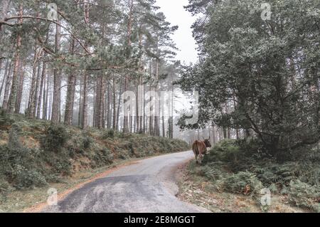 Un grande bestiame bruno che cammina attraverso uno stretto sentiero dentro una foresta con alberi alti in una giornata di nebbia autunno Foto Stock