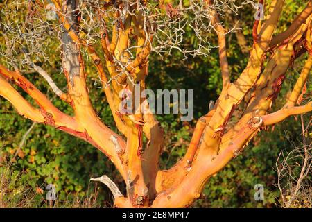 Il Pacific Madrone, Stato di Washington, Stati Uniti Foto Stock