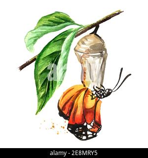 Nascita di una bella farfalla da un crisalide. Metamorfosi, trasformazione. Illustrazione di acquerello disegnata a mano isolata su sfondo bianco Foto Stock
